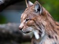 /album/fotos-linces/imagen-3-jpg/